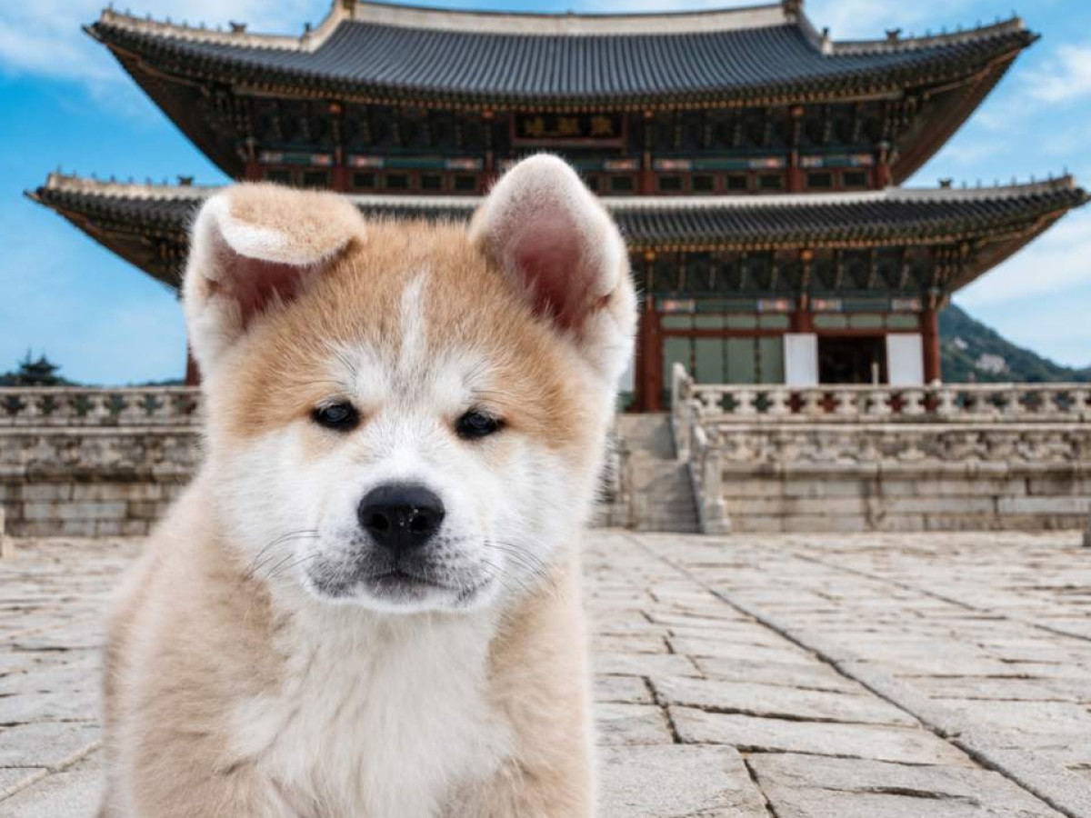 Corea del Sur prohibirá la cría y venta de perros para consumo ¿Qué cambiará en la ley?