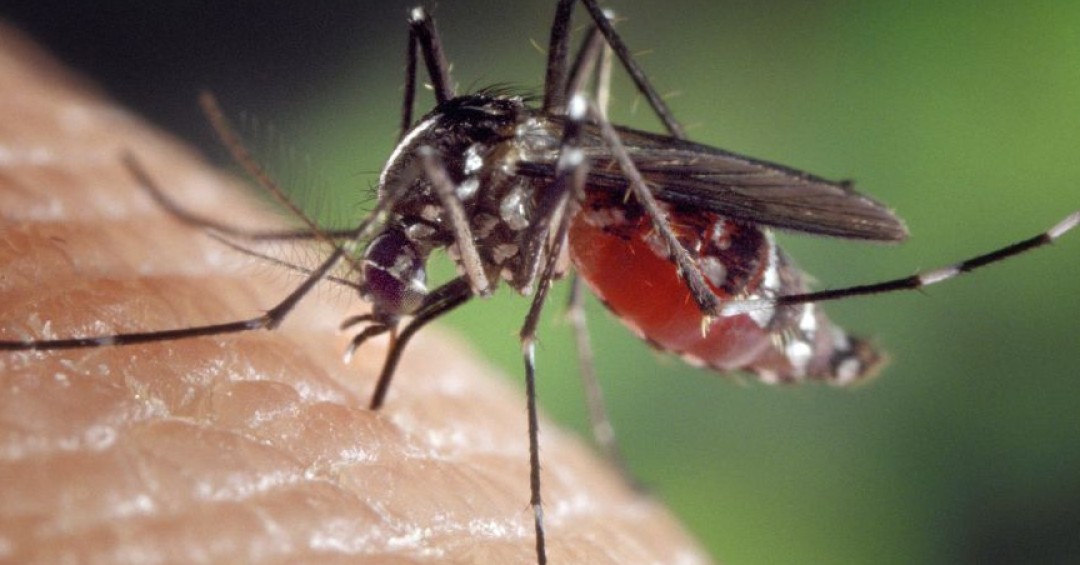 Dengue en El Salvador: Una persona fallecida y 2,460 casos sospechosos en el primer semestre