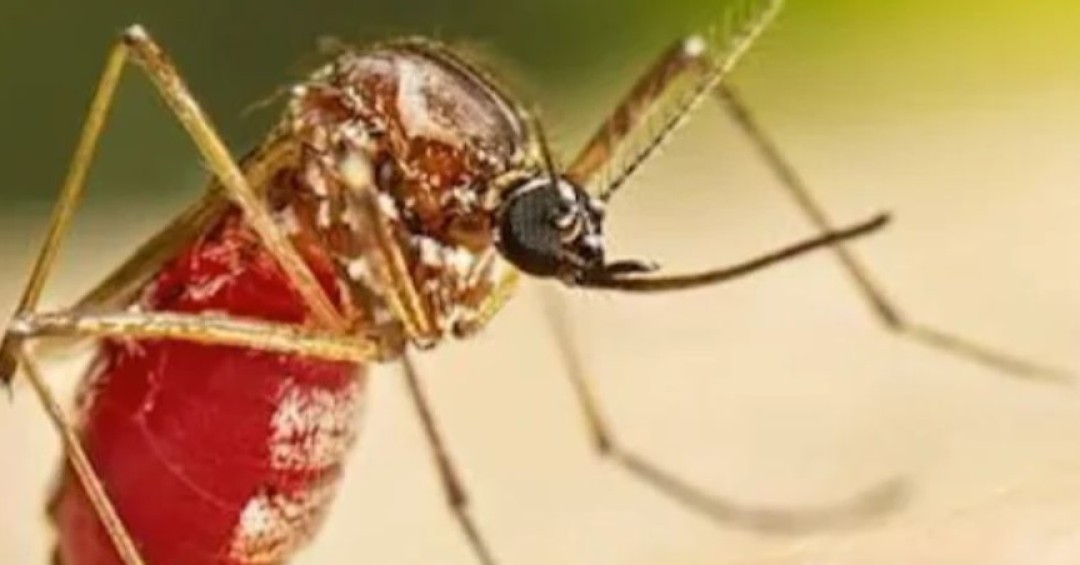 El Salvador confirma su primer caso de chikungunya de 2026 - Canal 12 de El Salvador