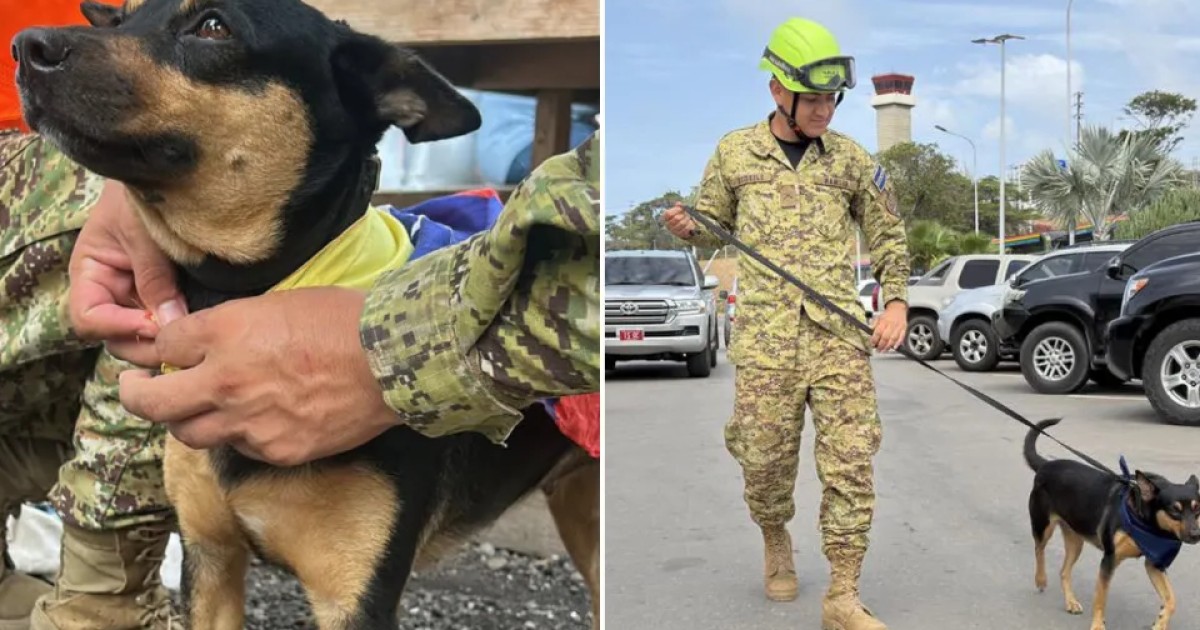Fuerza Armada salvadoreña adopta a una perrita rescatada entre los escombros en Venezuela