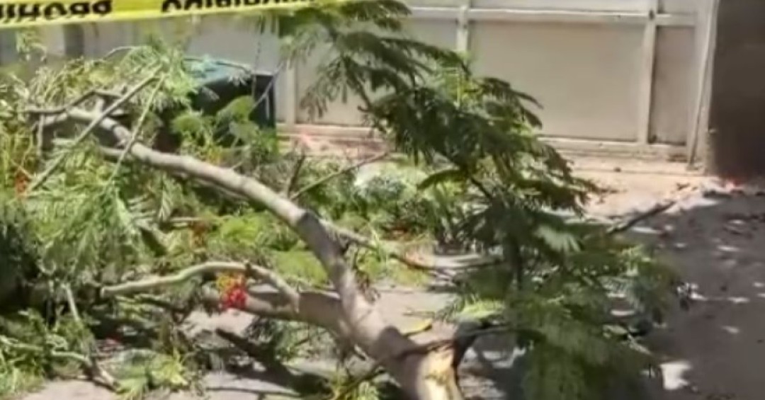 Tres heridos tras caída de árbol en el centro de gobierno genera fricción entre instituciones