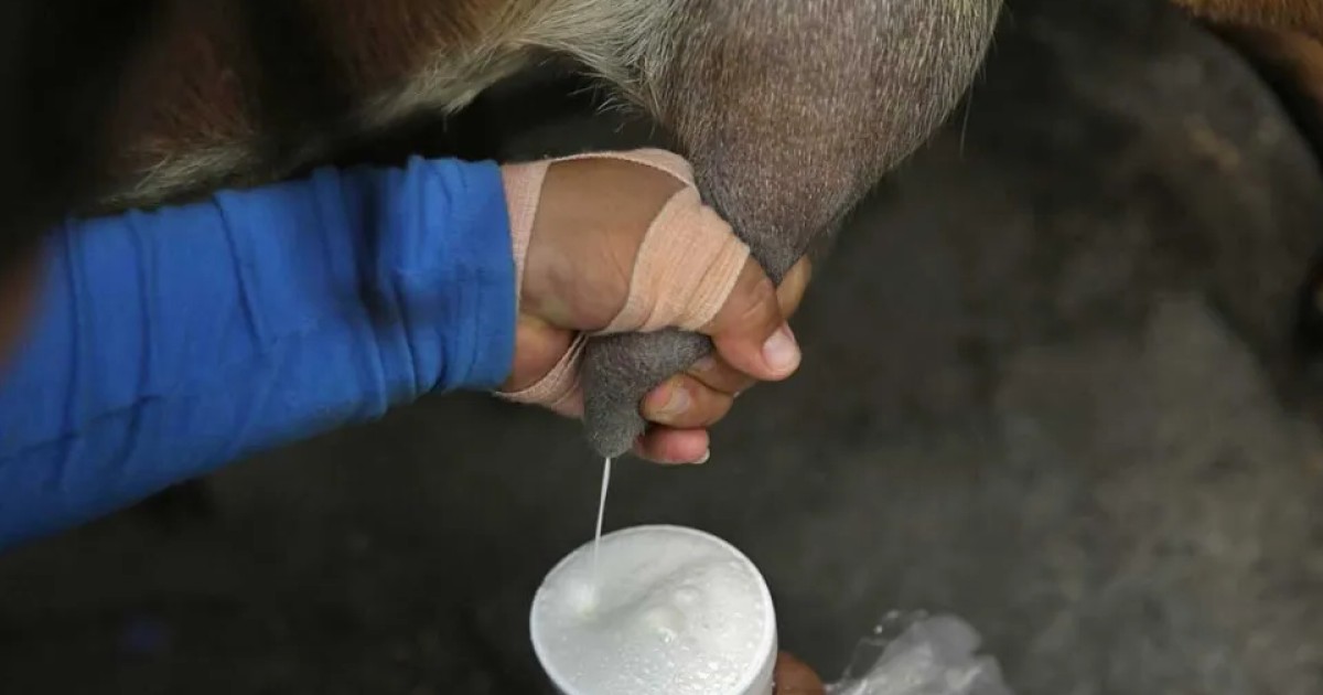 Productores de leche de El Salvador piden políticas públicas que protejan al sector tras reforma sobre leche en polvo
