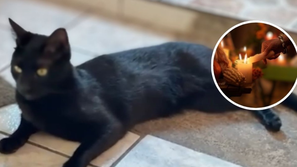 ¿Gatos en riesgo durante octubre? Refugios frenan adopciones