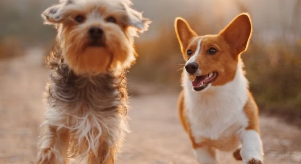 Centro de Resguardo de Santa Tecla realizará jornada de adopción de cachorros rescatados este sábado