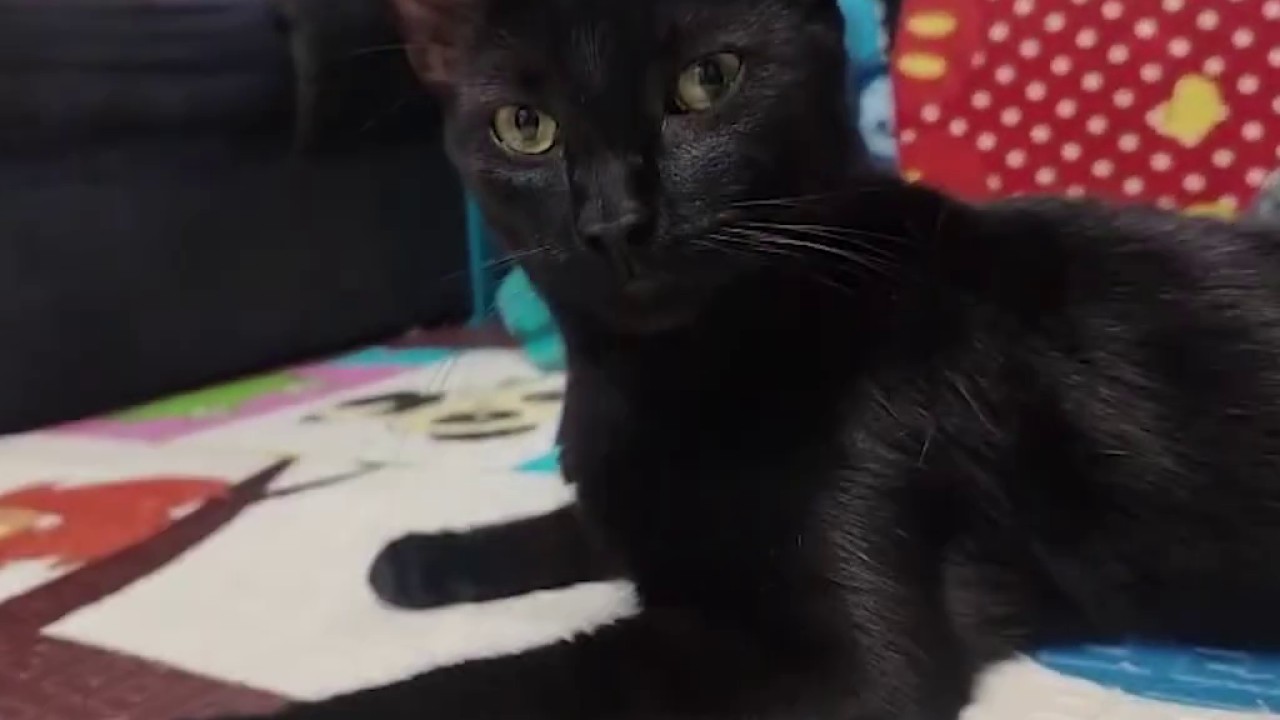 Adopción de gatos en octubre