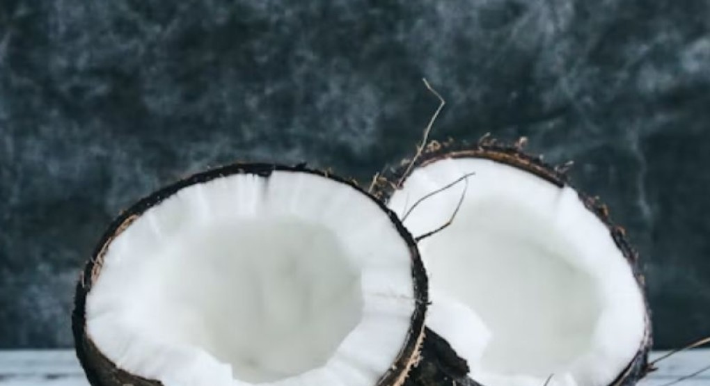 Día Mundial del Coco: la fruta tropical que viajó por mares y se convirtió en árbol de vida
