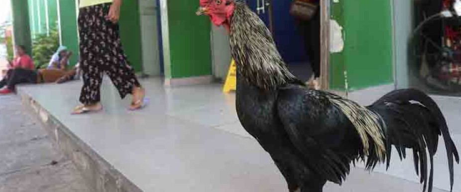 BOLIVIA: este es el gallo Martín que espera a su dueño desde hace 8 años