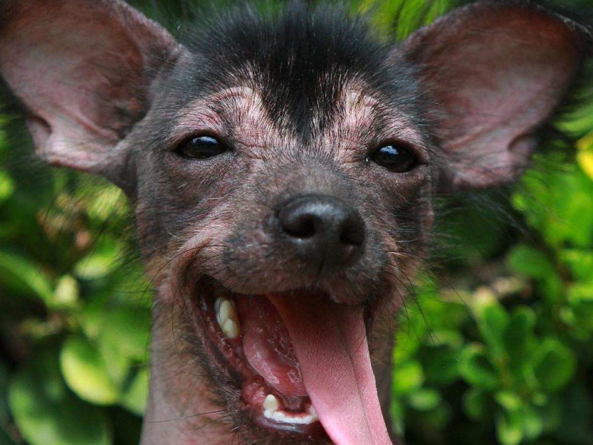 Xoloitzcuintle y sus tradiciones son patrimonio de CDMX