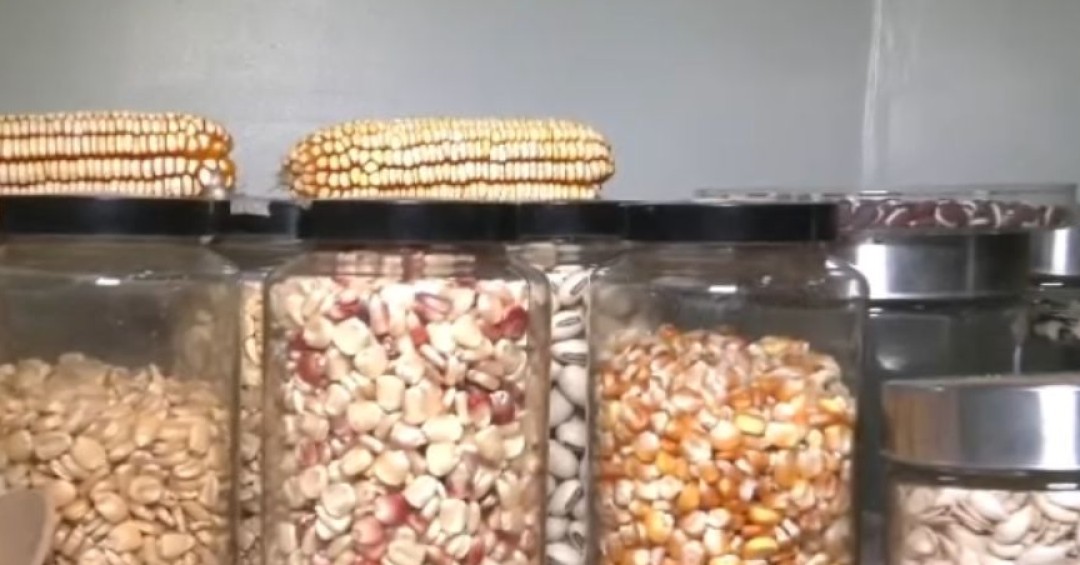 Investigadores experimentan con semillas criollas de frijol y maíz a altas temperaturas
