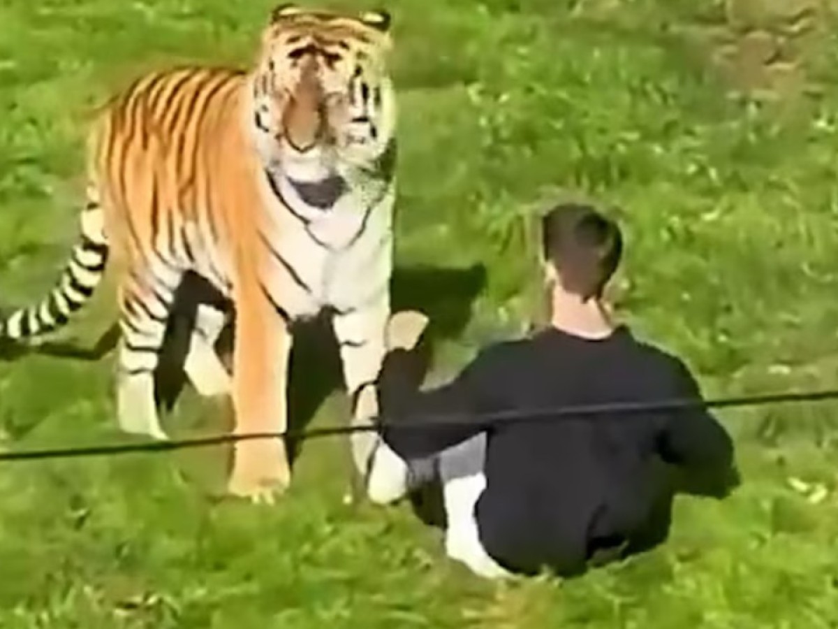 ¿Quién era William Chapman, el actor que murió atacado por un tigre?