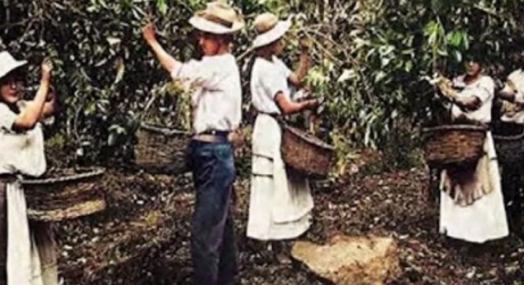 Café impulsó el desarrollo económico y social de Costa Rica desde su expansión durante el siglo XIX