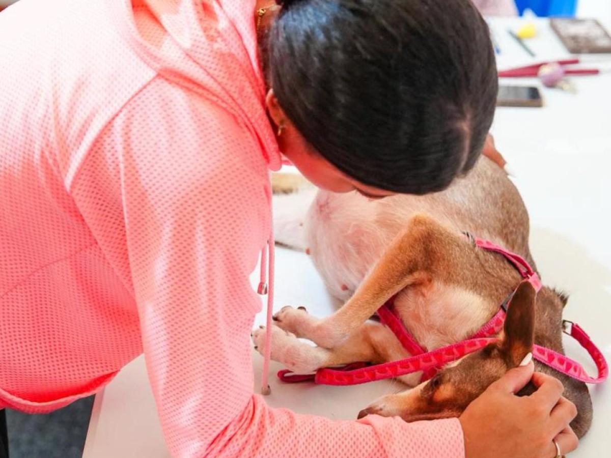 Misión salvadoreña brinda atención veterinaria a mascotas en Venezuela