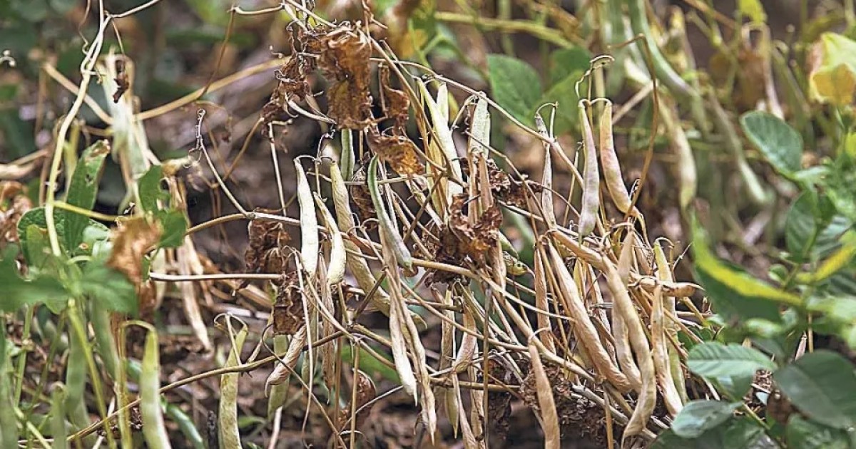 Medio Ambiente confirma sequía y agro advierte pérdidas si se extiende por 12 días