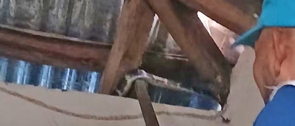 Familia se lleva tremendo susto al encontrar una serpiente en el techo de la vivienda