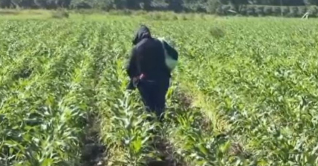 Usulután: Agricultores mantienen cultivos de maíz con sistema de riego ante falta de lluvia