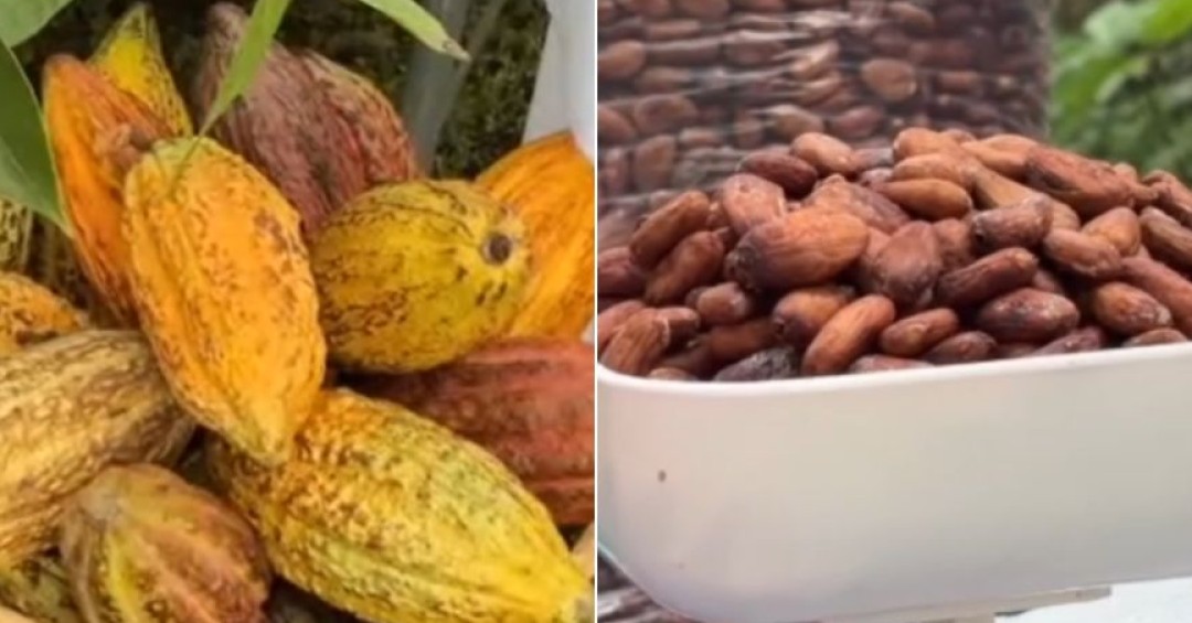 Más de cien productores celebran el Día Nacional del Cacao en el Parque Arqueológico San Andrés