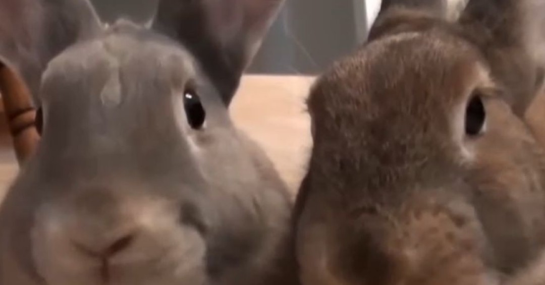 Conejos: La nueva opción de mascota que crece en El Salvador y revela rasgos de personalidad