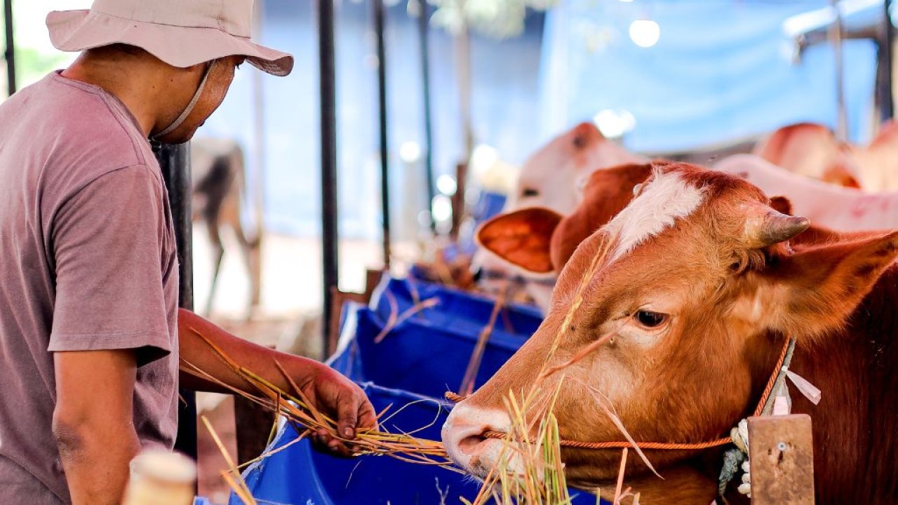 Sequía en El Salvador eleva costos de alimentación para ganado lechero