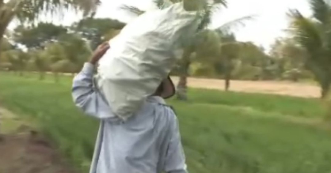 Agricultura sostenible genera 1,400 empleos directos y 350,000 indirectos en 5 años