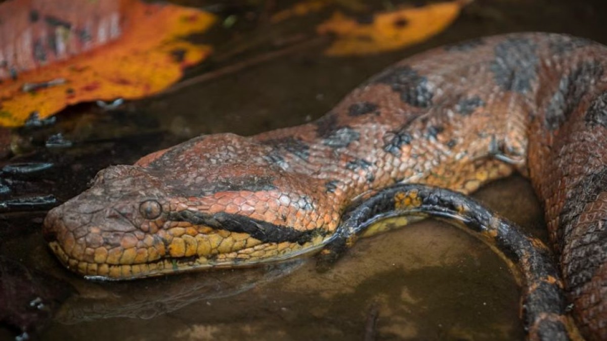 Comando de Salvamento retira serpiente mazacuata en Zacatecoluca