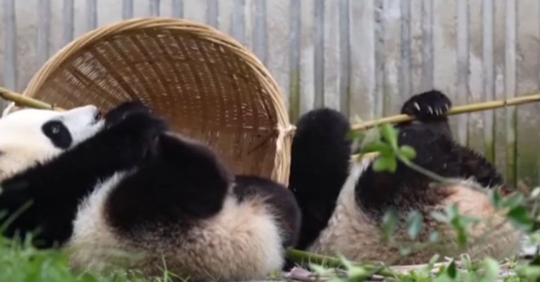 Pandas gigantes devoran bambú en centro de China y el video se vuelve viral en redes sociales