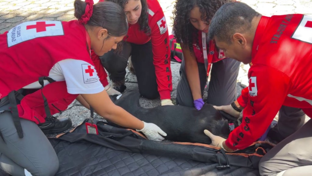 Primeros auxilios para mascotas
