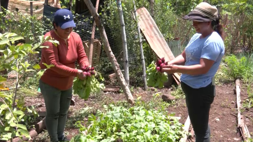 Fundación Perkin Educational Opportunities capacita a agricultores en Morazán
