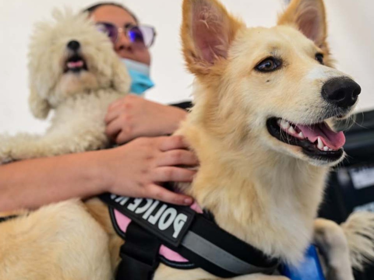 Misión salvadoreña en Venezuela suma atención veterinaria en hospital de campaña