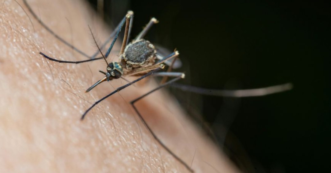Estados Unidos: Florida registra mayor brote de dengue en más de una década