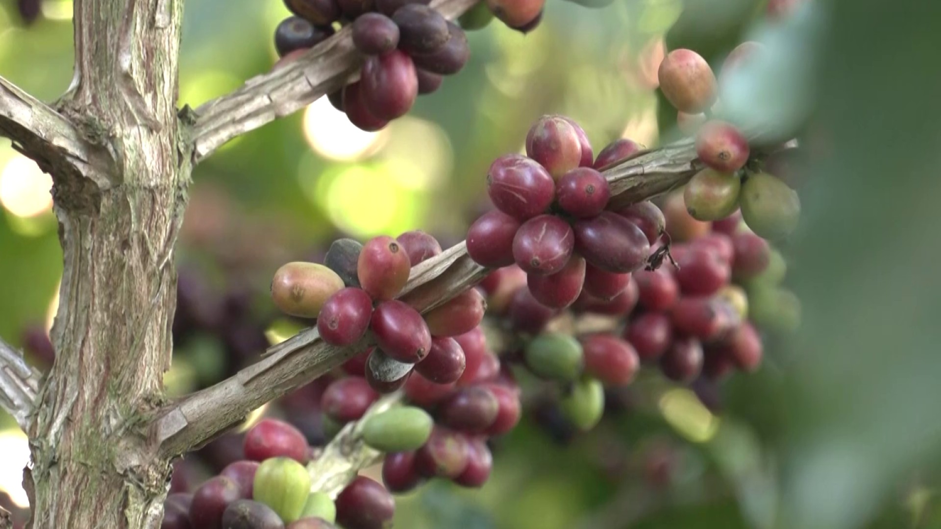 Beneficios del consumo de café